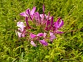 cleome gynandra pink white flowers green