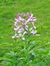 Cleome hassleriana Royalty Free Stock Photo