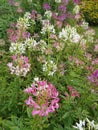 Cleome hassleriana. Cleome or spider flower in garden. Royalty Free Stock Photo