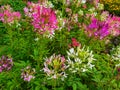 Cleome hassleriana. Cleome or spider flower in garden. Royalty Free Stock Photo