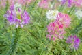 The Cleome Hassleriana commonly known as Spider flower, Spider plant, Pink Queen, or Grandfather\'s Whiskers, in the garden Royalty Free Stock Photo