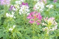 The Cleome Hassleriana commonly known as Spider flower, Spider plant, Pink Queen, or Grandfather\'s Whiskers, in the garden Royalty Free Stock Photo