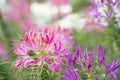 The Cleome Hassleriana commonly known as Spider flower, Spider plant, Pink Queen, or Grandfather\'s Whiskers, in the garden Royalty Free Stock Photo