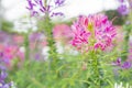 The Cleome Hassleriana commonly known as Spider flower, Spider plant, Pink Queen, or Grandfather\'s Whiskers, in the garden Royalty Free Stock Photo