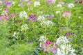 The Cleome Hassleriana commonly known as Spider flower, Spider plant, Pink Queen, or Grandfather\'s Whiskers, in the garden Royalty Free Stock Photo