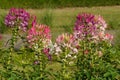 Cleome hassleriana - spider flower Royalty Free Stock Photo