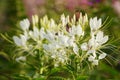 Cleome hassleriana - spider flower Royalty Free Stock Photo