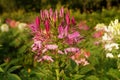 Cleome hassleriana - spider flower Royalty Free Stock Photo