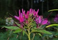 Cleome hassleriana - spider flower Royalty Free Stock Photo