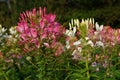 Cleome hassleriana - spider flower Royalty Free Stock Photo