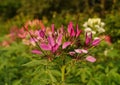 Cleome hassleriana - spider flower Royalty Free Stock Photo