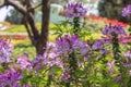 Cleome hassleriana, spider flower in the garden