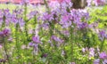 Cleome hassleriana, spider flower in the garden Royalty Free Stock Photo