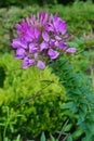 Cleome hassleriana - spider flower in the garden Royalty Free Stock Photo