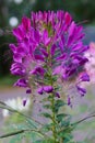 Cleome hassleriana - spider flower in the garden Royalty Free Stock Photo