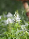 Cleome hassleriana, spider flower, spider plant, flowering plant in genus Cleome of the family Cleomaceae, Capparaceae white color Royalty Free Stock Photo