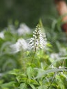 Cleome hassleriana, spider flower, spider plant, flowering plant in genus Cleome of the family Cleomaceae, Capparaceae white color Royalty Free Stock Photo