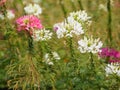 Cleome hassleriana, spider flower, spider plant, pink queen, grandfather`s whiskers  species of flowering plant in the genus Royalty Free Stock Photo