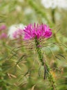 Cleome hassleriana, spider flower, spider plant, pink queen, grandfather`s whiskers  species of flowering plant in the genus Royalty Free Stock Photo