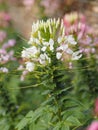 Cleome hassleriana, spider flower, spider plant, flowering plant in genus Cleome of the family Cleomaceae, white color flowers in Royalty Free Stock Photo