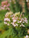 Cleome hassleriana, spider flower, spider plant, flowering plant in genus Cleome of the family Cleomaceae, white color flowers in Royalty Free Stock Photo