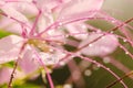 Cleome hassleriana or spider flower or spider plant