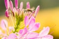 Cleome hassleriana or spider flower or spider plant