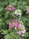 Cleome hassleriana or Spider flower or Spider plant or Pink queen or Grandfather`s whiskers flower.