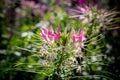 Cleome hasslerianaSpider flowers or pink queen facing sunlight