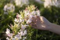 cleome sparkler white flowers in the field because of flowers beautiful full bloom grew on a farm in Thailand Royalty Free Stock Photo