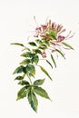 Cleome spider flower Royalty Free Stock Photo