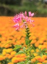 Cleome spider flower Royalty Free Stock Photo