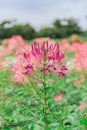 Cleome spider flower Royalty Free Stock Photo