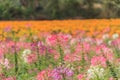 Cleome spider flower Royalty Free Stock Photo