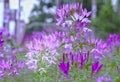 Cleome spider flower blooms