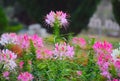 Cleome , Spider flower Royalty Free Stock Photo