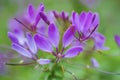 Cleome/spider pink flowers Macro short