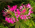 Cleome Spider plant Royalty Free Stock Photo