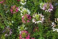 Cleome spinosa