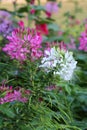 Cleome spinosa