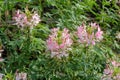 Cleome spinosa blooms in the yard