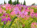Cleome spinosa flower with nature back ground. Royalty Free Stock Photo