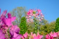 Cleome spinosa flower, pink flower Royalty Free Stock Photo