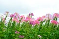 Cleome spinosa flower, pink flower Royalty Free Stock Photo