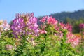 Cleome spinosa flower or spider flower, pink flower