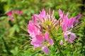 Cleome spinosa Jacq , Spider flower, prickly spider-flower, pink queen