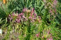 Cleome spinosa \'KirschkÃ¶nigin\' blooms with pink flowers in July. Potsdam, Germany Royalty Free Stock Photo