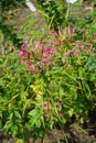 Cleome spinosa \'KirschkÃ¶nigin\' blooms with pink flowers in July. Potsdam, Germany Royalty Free Stock Photo