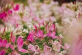 CLEOME SPINOSA LINN is another beautiful flower.