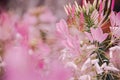 CLEOME SPINOSA LINN is another beautiful flower.